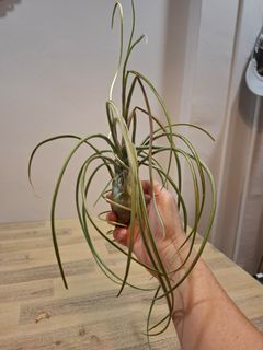 (Category: ) located in . Submitted by orchid62 (Listing ID 1423166471, Image 1). Description: .