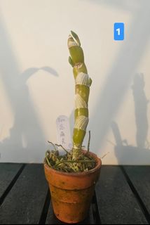 （分類：）位於 。 由 RejoiceInplanting 提交（商品編號 1423262399，圖片 1）。簡介： 。