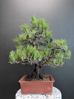 （分類：）位於 。 由 planplust_bonsai 提交（商品編號 1423337819，圖片 1）。簡介： 。