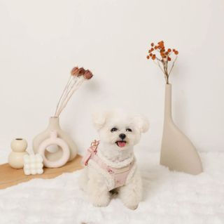 （分類：）位於 。 由 redbeanstore 提交（商品編號 1423374869，圖片 1）。簡介： 。