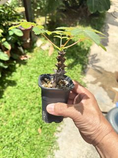 (Category: ) located in . Submitted by plantshopper (Listing ID 1423279457, Image 1). Description: .