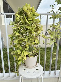 (Category: ) located in . Submitted by genesta (Listing ID 1423348254, Image 1). Description: .