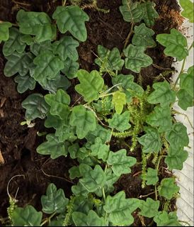 (Category: ) located in . Submitted by thewaterplants (Listing ID 1423308605, Image 1). Description: .