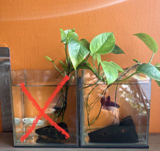 (Category: ) located in . Submitted by milagro1965 (Listing ID 1421703380, Image 1). Description: .