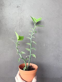 (Category: ) located in . Submitted by tropicalleaf (Listing ID 1423262626, Image 1). Description: .