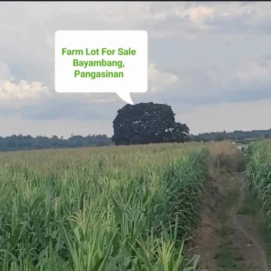 RUSH FARM LOT FOR SALE (Category: Lot) located in Caloocan City. Submitted by am48gotash06883 (Listing ID 1423352419, Image 1). Description: Are you looking for retirement business? O kahit ndi pang retirement, pang business pdeng pde. At taga pangasinan ka? Meron kaming FARMLOT FOR SALE, 2hectares. Located in BAYAMBANG PANGASINAN, 5 to 10 mins away sa st vincent ferrer statue and prayer park and Newest amusement park Blue sky. With Clean title a