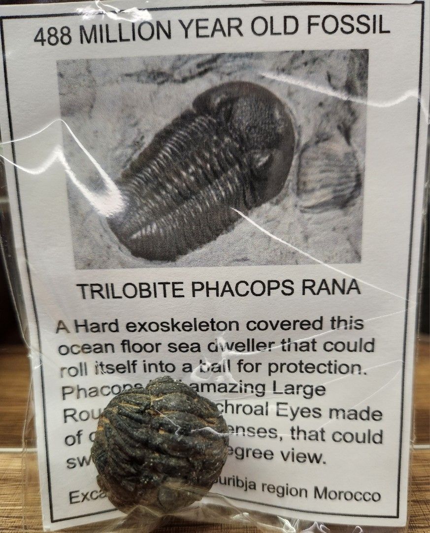 Trilobite Phacops Rana Fossil - 488 Million Years Old, Hobbies & Toys ...