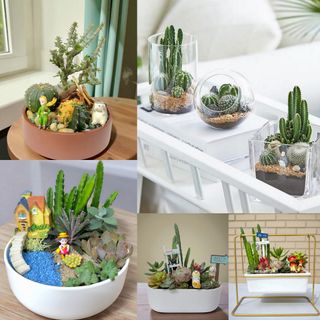 Bonsai | Fruits Tree | Air Plants | In Door Foliage Collection Collection item 1