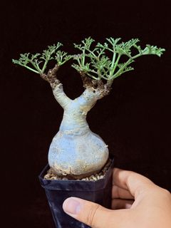 (Category: ) located in . Submitted by cuteplantsworld (Listing ID 1423470541, Image 1). Description: .