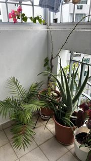 (Category: ) located in . Submitted by pri05093012 (Listing ID 1423512334, Image 1). Description: .