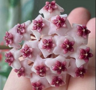 (Category: ) located in . Submitted by crystalbutterfly (Listing ID 1423498935, Image 1). Description: .