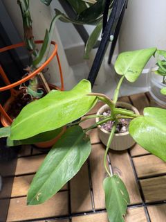 (Category: ) located in . Submitted by mkhsr (Listing ID 1407461139, Image 1). Description: .