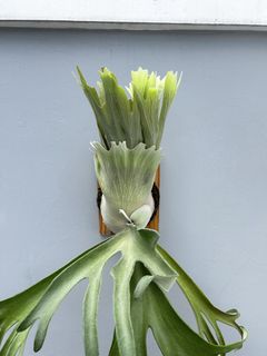 P.willinckii cv.Pedro /(P.veitchii cv. Pedro) ペドロ 仔株 〔Nan