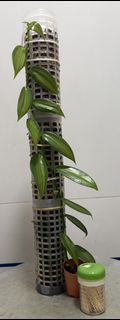 (Category: ) located in . Submitted by plant.hobbyist (Listing ID 1413039030, Image 1). Description: .