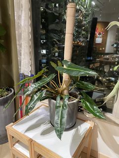 （分類：）位於 。 由 iikiiiii 提交（商品編號 1423730382，圖片 1）。簡介： 。