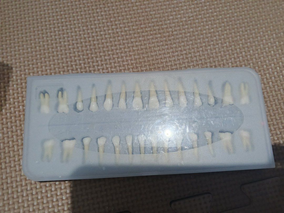 Anatomical Tooth Model Set with Wax (Category: Medical Supplies & Tools) located in Baguio. Submitted by spleen_ (Listing ID 1423705573, Image 2). Description: Tooth model 28 pcs Ivory wax 46 pcs Set for 1k only Open for shipping Baguio loc.