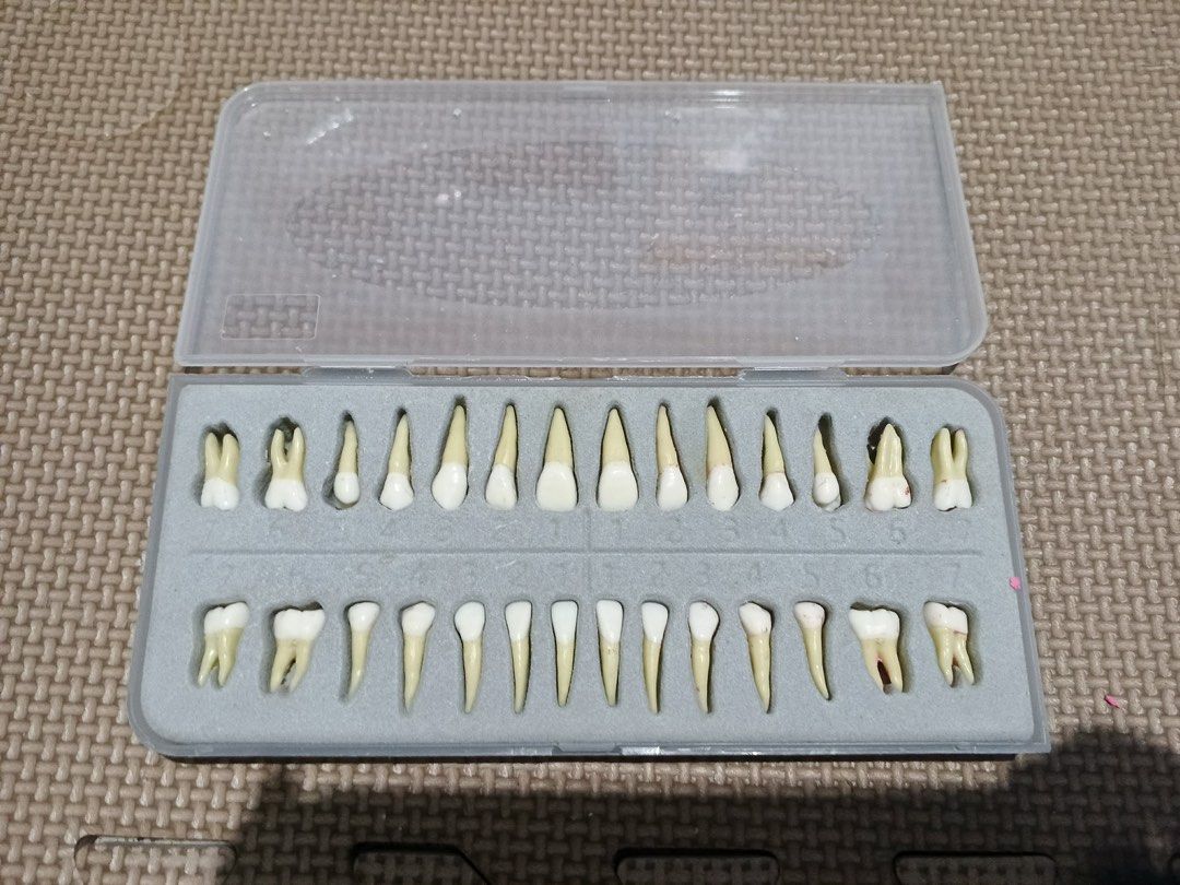 Anatomical Tooth Model Set with Wax (Category: Medical Supplies & Tools) located in Baguio. Submitted by spleen_ (Listing ID 1423705573, Image 1). Description: Tooth model 28 pcs Ivory wax 46 pcs Set for 1k only Open for shipping Baguio loc.