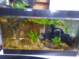 (Category: ) located in . Submitted by robax (Listing ID 1423646079, Image 1). Description: .