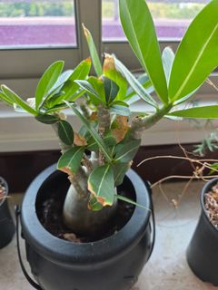 (Category: ) located in . Submitted by teetoos (Listing ID 1423701152, Image 1). Description: .