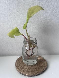 (Category: ) located in . Submitted by tropicalleaf (Listing ID 1423667574, Image 1). Description: .