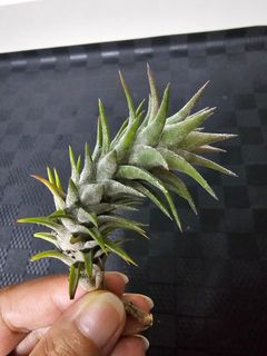 (Category: ) located in . Submitted by happygrowing (Listing ID 1423638188, Image 1). Description: .