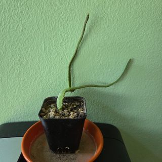 (Category: ) located in . Submitted by reublim (Listing ID 1423821253, Image 1). Description: .
