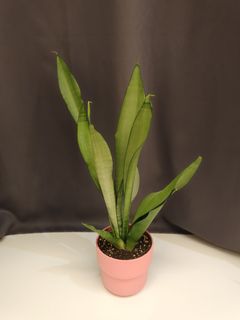 （分類：）位於 。 由 lcnt14 提交（商品編號 1423894318，圖片 1）。簡介： 。