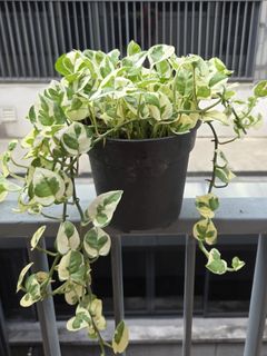 (Category: ) located in . Submitted by edibleherbs (Listing ID 1392931231, Image 1). Description: .