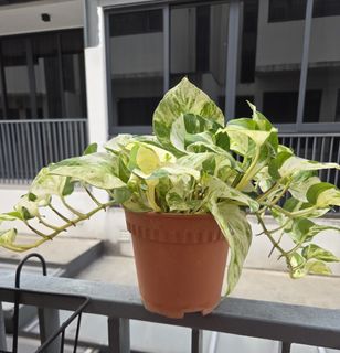 (Category: ) located in . Submitted by edibleherbs (Listing ID 1392930722, Image 1). Description: .