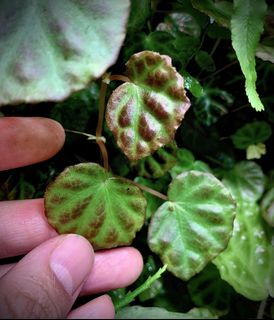 (Category: ) located in . Submitted by nativeforest9 (Listing ID 1419742730, Image 1). Description: .