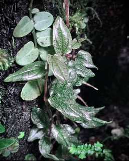 (Category: ) located in . Submitted by nativeforest9 (Listing ID 1419748944, Image 1). Description: .