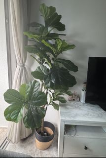 (Category: ) located in . Submitted by amdgm (Listing ID 1419880917, Image 1). Description: .