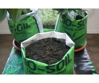 (Category: ) located in . Submitted by greenursery (Listing ID 1420064118, Image 1). Description: .