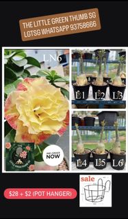 (Category: ) located in . Submitted by lil.greenthumb.sg (Listing ID 1420025699, Image 1). Description: .