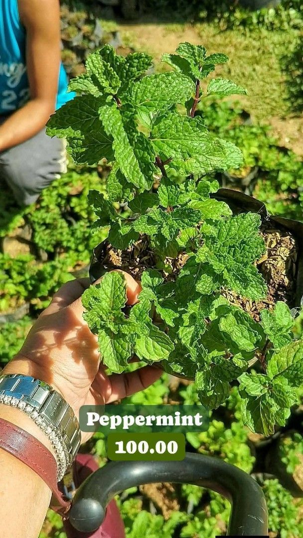 Peppermint Plant (Category: Plants & Seeds) located in Paranaque City. Submitted by mherz_ariel (Listing ID 1420049408, Image 1). Description: - Fresh peppermint plant ready to plant - Healthy plant with vibrant green leaves - Comes in a black pot - Perfect for cooking and growing your own herbs - Price: ₱100.00.