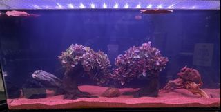 (Category: ) located in . Submitted by ella_m (Listing ID 1420178155, Image 1). Description: .