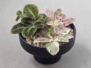 (Category: ) located in . Submitted by plant_farmer (Listing ID 1420191140, Image 1). Description: .