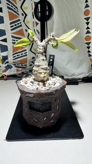 （分類：）位於 。 由 deksam 提交（商品編號 1420425459，圖片 1）。簡介： 。