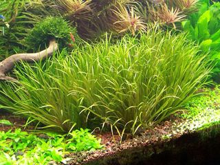 (Category: ) located in . Submitted by yqfalk90 (Listing ID 1420404580, Image 1). Description: .