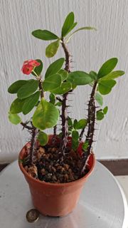 (Category: ) located in . Submitted by sgbonsai (Listing ID 1420433061, Image 1). Description: .