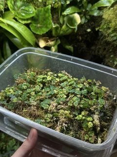 (Category: ) located in . Submitted by plantwithme (Listing ID 1420388098, Image 1). Description: .