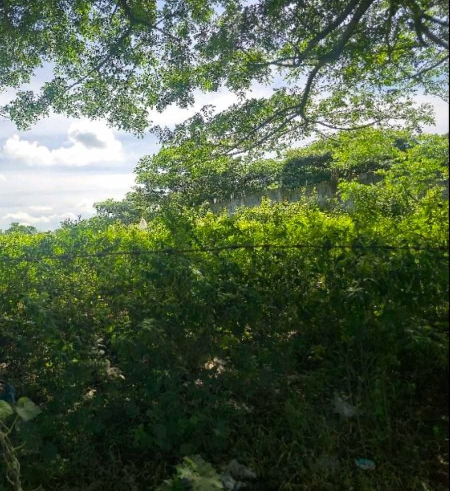 Alfonso Cavite - Lot for Sale (Category: Lot) located in Caloocan City. Submitted by michaelgutierrez_4244 (Listing ID 1420388656, Image 3). Description: Note: Clean Title ,Subdivide 6 Titles. Suitable for Farming with good climate.143,147 sqm (14.3 has) .