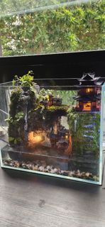(Category: ) located in . Submitted by attapterrarium (Listing ID 1420381852, Image 1). Description: .