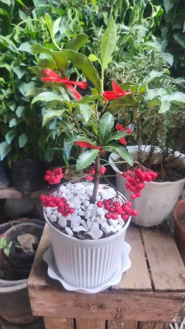 Ornamental Plant with Red Berries (Category: Plants & Seeds) located in Quezon City. Submitted by amazingmaria3680 (Listing ID 1420557182, Image 2). Description: - Ornamental plant in a white pot - Features vibrant green leaves - Showcases clusters of bright red berries - Pot filled with white pebbles - Includes a matching white saucer - Perfect for adding a pop of color.