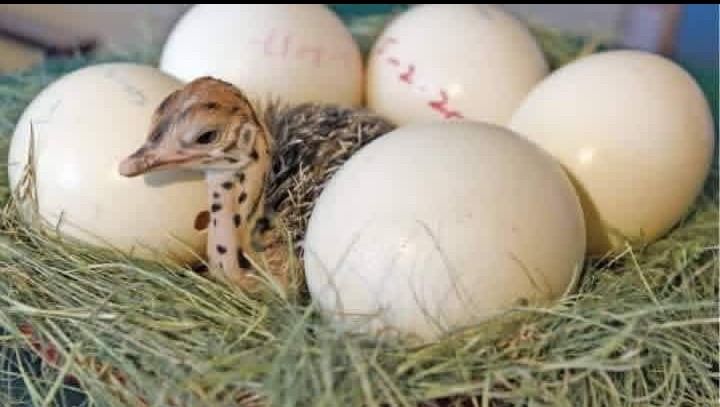 Ostrich Chick with Eggs (Category: Plushies & Soft Toys) located in Manila. Submitted by livelion-4adebe (Listing ID 1420552954, Image 1). Description: Adorable ostrich chick nestled among large eggs. The chick has a speckled neck and is surrounded by a bed of hay. The eggs are a creamy white color. A unique and interesting item for collectors or those interested in avian life..