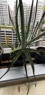 (Category: ) located in . Submitted by tethe (Listing ID 1420420788, Image 1). Description: .