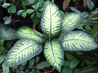 (Category: ) located in . Submitted by greenursery (Listing ID 1420545678, Image 1). Description: .