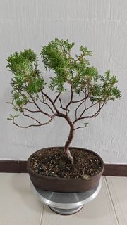 (Category: ) located in . Submitted by sgbonsai (Listing ID 1420485783, Image 1). Description: .