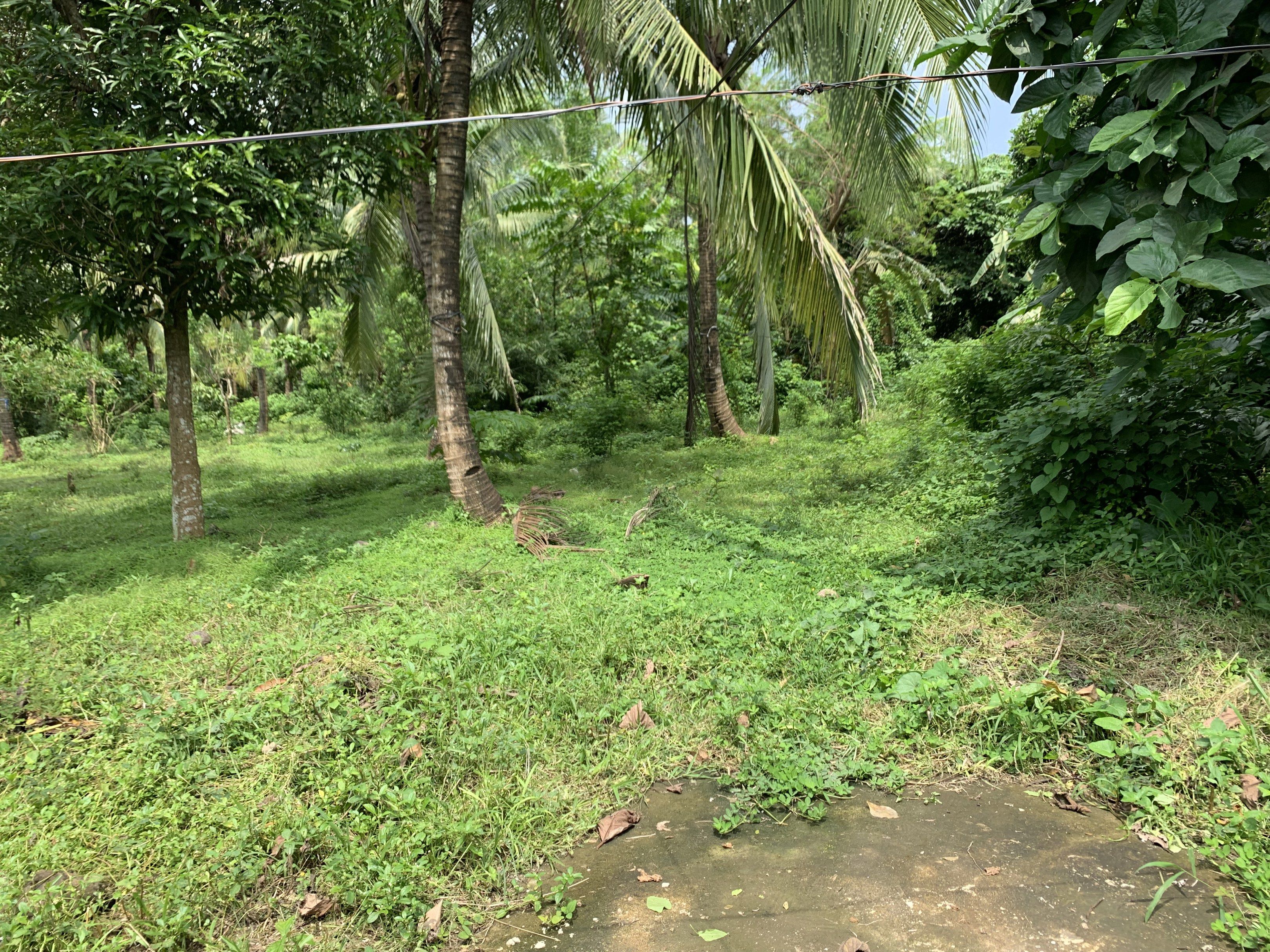 Farm Lot in Quezon (Category: Lot) located in Cavite. Submitted by mommydaddybabyshop (Listing ID 1420620857, Image 2). Description: FLAT FARM LOT IN QUEZON (Very near to San Pablo Laguna) FAMILY OWNED ✅ CLEAN TITLE ✅HAVE WATER / ELECTRICITY ✅LOCATED IN DAGATAN, DOLORES QUEZON ✅NEAR LEISURE SPOTS (minutes aways) 🔴MOUNT BANAHAW 🔴 BATO SPRING 🔴 FARMKO GLAMPING FARM 🔴LUKONG VALLEY 🔴BANKONG KAHOY FOR MORE INQUIRIES, PM IS THE KEY!❤️ .