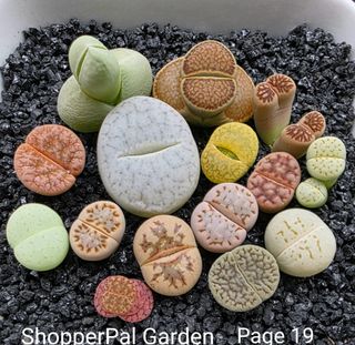 (Category: ) located in . Submitted by shopperpalgarden (Listing ID 1420742614, Image 1). Description: .